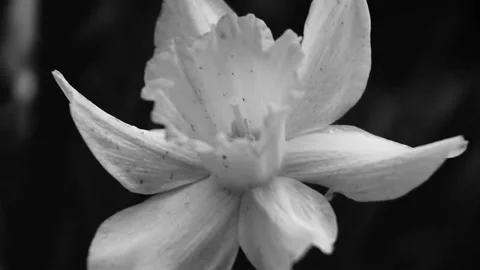 White flower daffodil, close-up slow motion,black and white footage Stock Footage 154397434