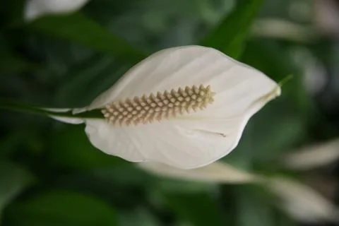 White flower on dark background. Stock Photos