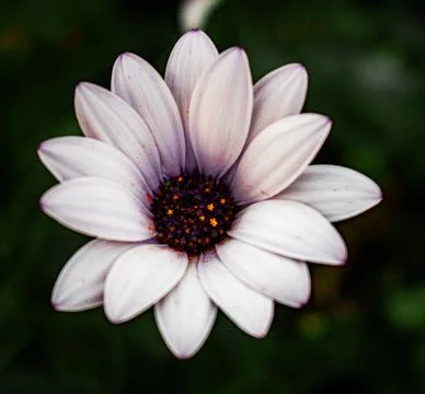 White flower with dark background 스톡 사진