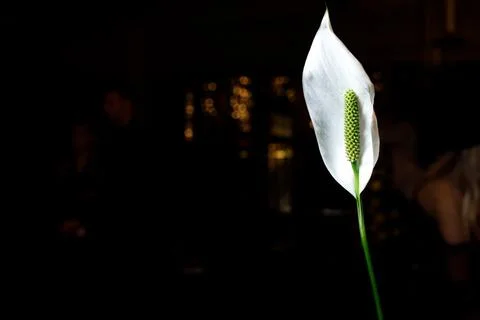 White flower on dark background Stock Photos