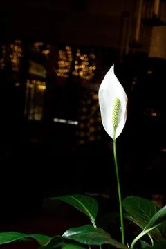 White flower on dark background Stock Photos