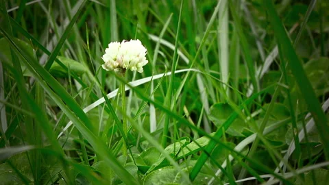 White flower on a dark green background Stock Footage 88134843