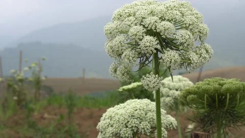 White flower of Daucus carota subsp. Maximus or wild carrot flower Stock Footage 211790534