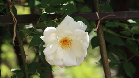 A white flower develops in the wind.Rose bush in the arboretum Stock Footage 249622514
