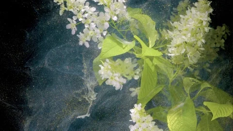 White flower drifting through teal cloud diffusion Vidéo 331664842