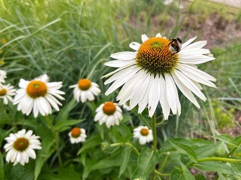 White flower echinacea Stock Photos