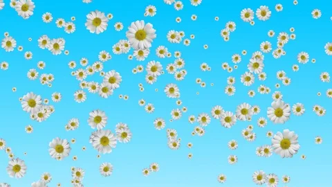 WHITE FLOWER FALL WEDDING DEVOTION SPIRITUAL ANIMATED MOTION BACKGROUND Stock-Footage 121945729