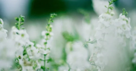 White flower field 4K Video stock 44751565