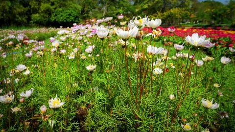 White Flower Fields Stock Photos
