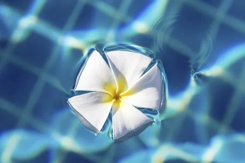 White flower floating in a pool Stock Photos