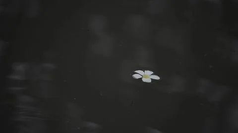 WHITE FLOWER FLOATING ON THE WATER 動画素材 139762265