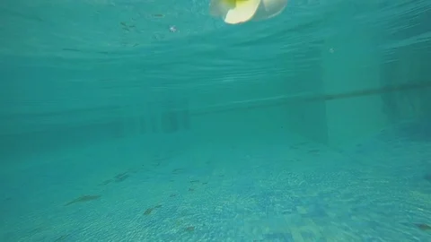 White Flower Floating up to water surface Stock Footage 74102216