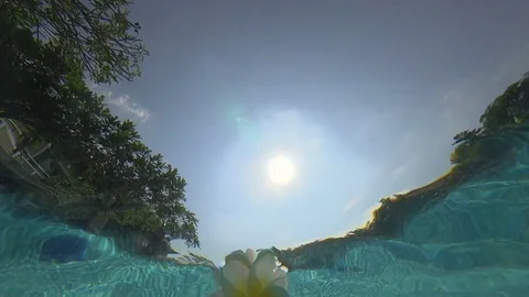 White Flower Floating up to water surface Stock Footage 74102735