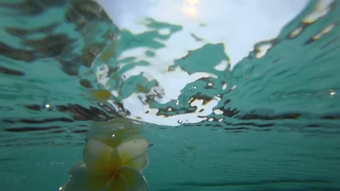 White Flower Floating up to water surface Stock Footage 74106929