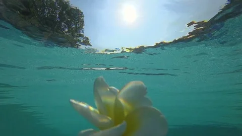 White Flower Floating up to water surface Stock Footage 74107955