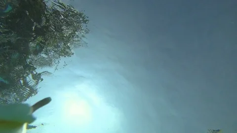 White Flower Floating up to water surface Stock Footage 74109023