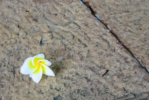 White flower on the floor Stock Photos