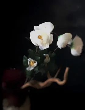 White Flower in Focus Stock Photos