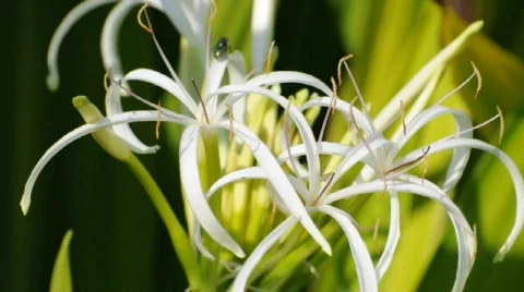 White Flower Видео 319835