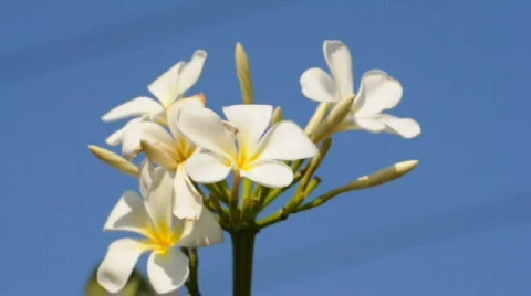 White Flower Vidéo 319850