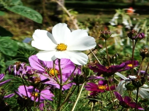 White Flower Stock Footage 490038