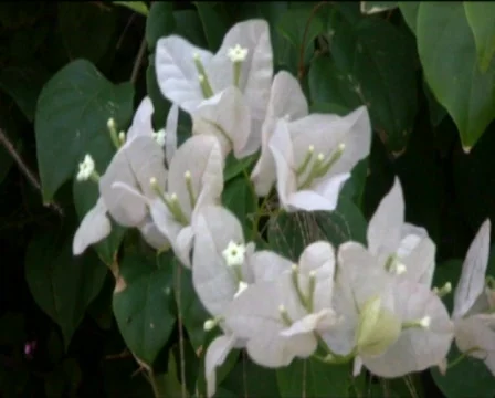 White flower  Stock Footage 550940