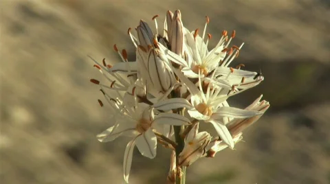 White flower 库存影片 642579