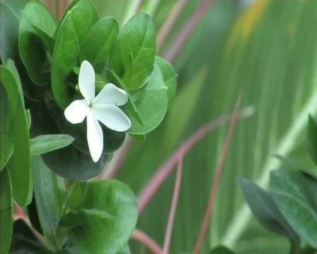 White Flower Video stock 773005