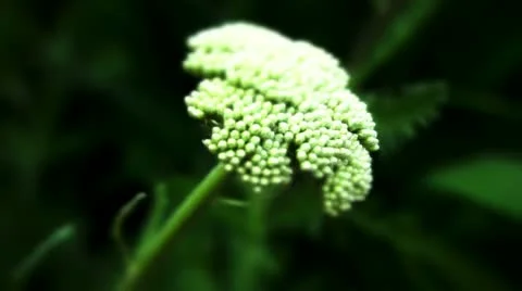 White flower Stock Footage 10824293