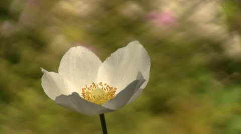 White flower 스톡 동영상 12101177