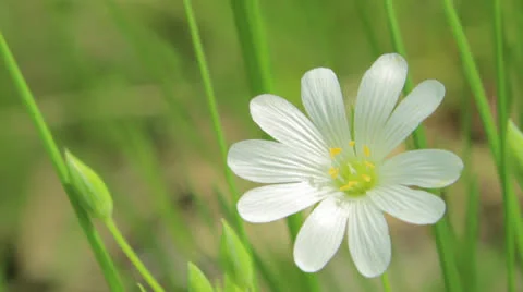 White flower Stock Footage 24739794