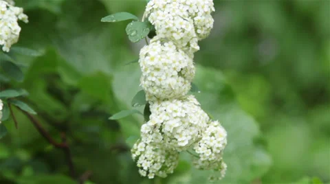 White flower Stock Footage 27788519