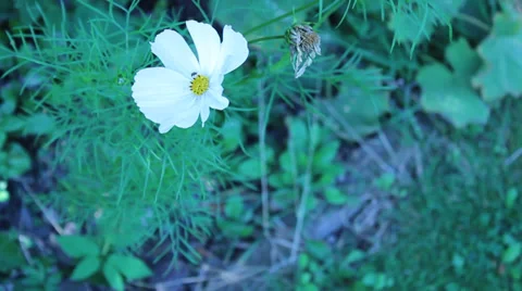 White Flower 库存影片 29165129