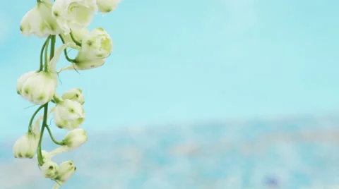 White flower Stock Footage 29981378
