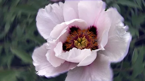 White flower Stock Footage 47694906