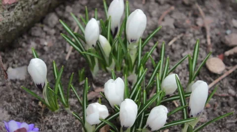 White Flower Stock Footage 48249663
