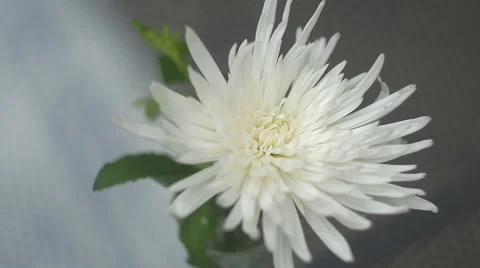 White flower Stock Footage 56497504