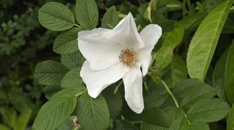 White Flower Stock Footage 64205907