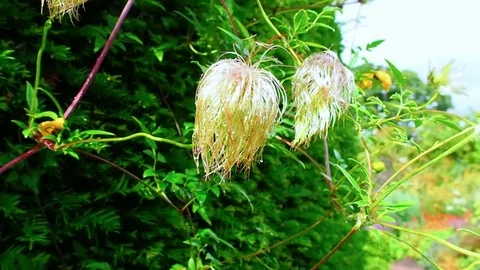 White flower Stock Footage 82661974