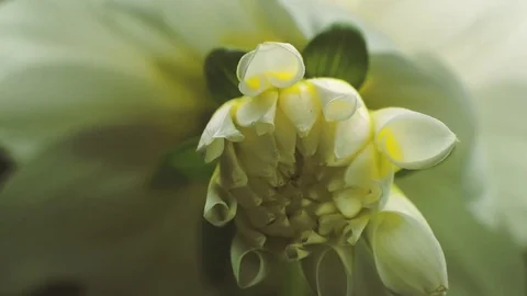 White flower Stock Footage 83613623