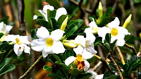 White flower Stock Footage 90069182