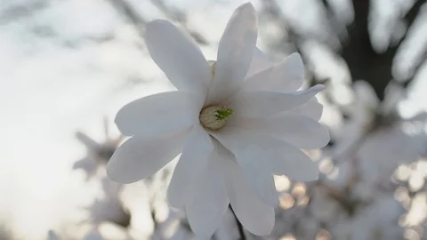 White Flower Stock Footage 90868884