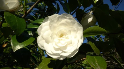 White flower Stock Footage 108985450