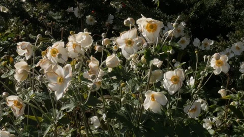 White Flower 库存影片 118424844