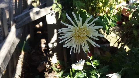 White flower Stock Footage 119664550