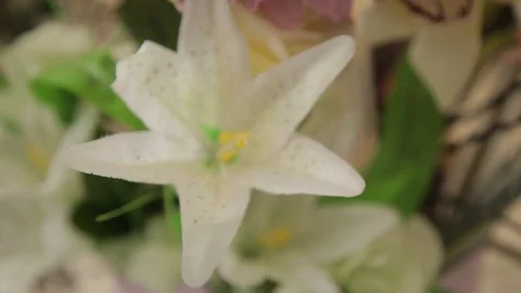 A white flower Stock Footage 120111240