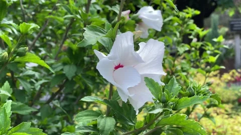 White flower Stock Footage 136399051