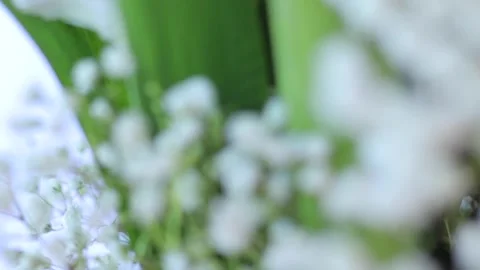 White Flower Stock Footage 138491419