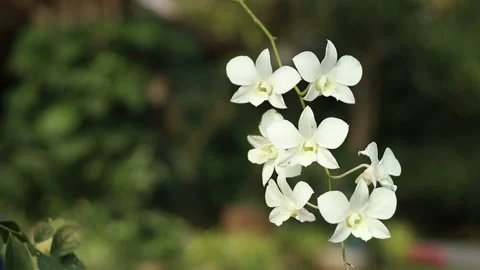 White Flower Stock Footage 139851082