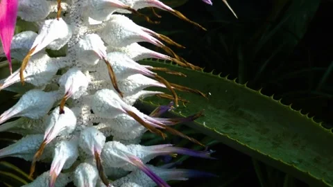 A white flower Stock Footage 143219724